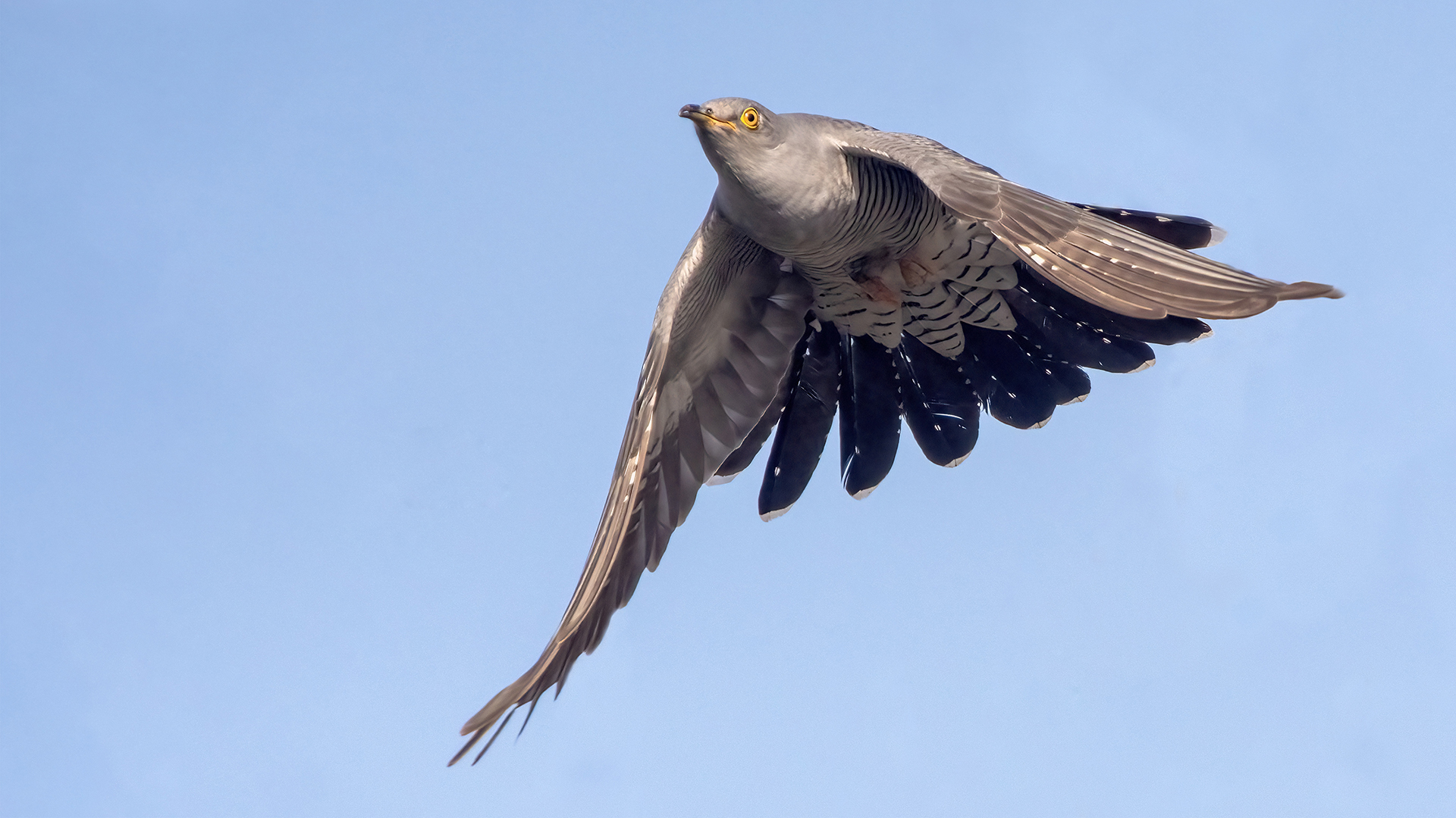 Common Cuckoo